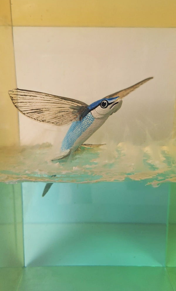 'Flying Fish' Resin Sculpture